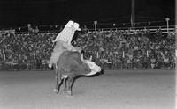 Bart Wilkinson on Bull #100