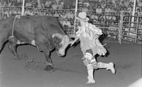 Unidentified Rodeo clowns Bull fighting