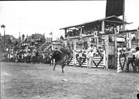 [Unidentified cowboy riding Brahma bull in front of chutes]