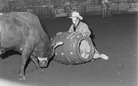 Rodeo clown Bob Smets Bull fighting with Bull #B4