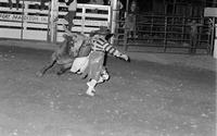 Rodeo clown Rick Chatman Bull fighting