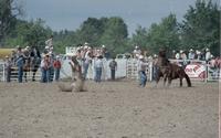 Raymond Hollabaugh Calf roping