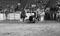 Scott Guillory Steer wrestling
