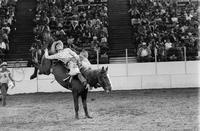 Wayne Herman on Red Rooster