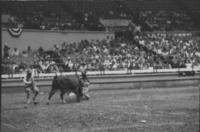 Unidentified Rodeo clowns Bull fighting