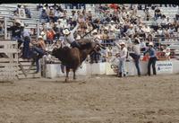 Denny Flynn on Bull #777