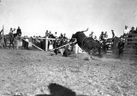 [Unidentified fallen steer rider and kicking steer]