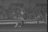 Joe Foscalina on Bull #3S9