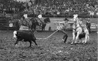 Joe Lucas Calf roping
