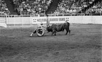 Rodeo clown Leon Coffee Bull fighting