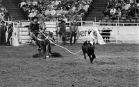 Brian Fulton Calf roping