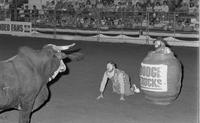 Rodeo clown Bob Romer fighting Bull #33