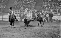 Jack Wiseman Steer wrestling