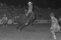 Rob McDonald on Bull #Y26