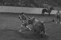Unidentified Rodeo clowns Bull fighting