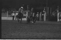 Unidentified Steer wrestler