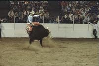 Eddie Rawdon on Bull #11