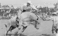 John Urrutia on Bull #77