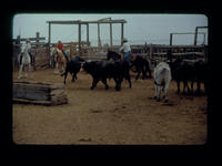 Bulls in corral
