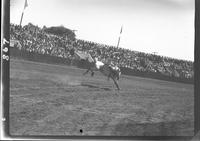 Bud Spealman on Appaloosa