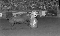 Unidentified Rodeo clowns Bull fighting