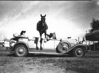 [Horse jumping over automobile with three passengers]
