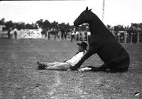 [Unidentified cowboy sitting on ground with back supported by front legs of seated horse]