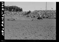 C.T. Glenn Steer Roping