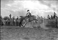 [Unidentified Cowboy riding bronc]