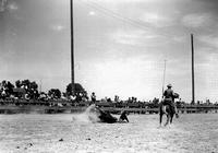 [Unidentified cowboy on the ground along with saddle bronc]