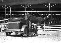 Monte Reger's Famous Long Horn Steer "Bobbie"