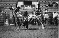 Terry Thompson Steer wrestling