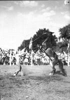 [Unidentified cowgirl performing with rearing horse]