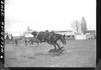 Ray Chappy off Saddle Bronc