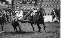 John Andrews Steer wrestling