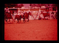 Unidentified Steer wrestler