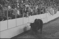 Unidentified Rodeo clowns Bull fighting