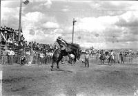 [Unidentified Cowboy riding bronc]