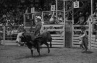 Rich Rule on Bull #218