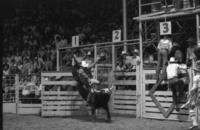 J.W. Mitchell on Bull #140