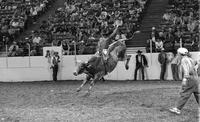 Tom Neal on Bull #1