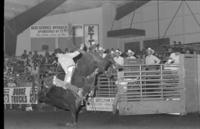 Davey Covert on Bull #6