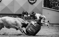 Unidentified Rodeo clowns Bull fighting