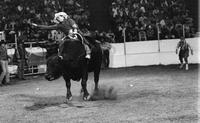 Mike Bandy on Bull #14