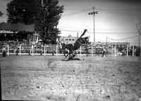 [Unidentified Cowboy in dirt with back facing bronc's front legs whose rear legs are kicking out]