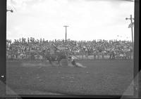 Wiley McCray and Bull at Barrel