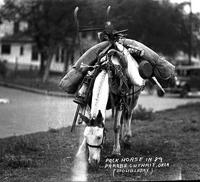 Pack Horse in 89 Parade Guthrie, Okla
