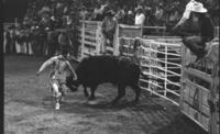 Unidentified Rodeo clowns Bull fighting