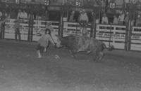Rodeo clown Leon Coffee Bull fighting