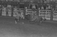 Rodeo clown Leon Coffee Bull fighting